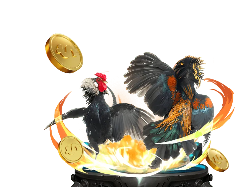 Biểu đồ phân tích trận đấu đấu gà Thomo